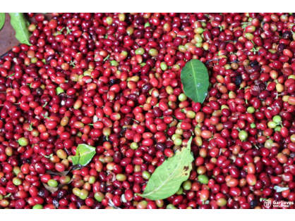  Price for 1kg +256790560642 buy Arabica coffe
